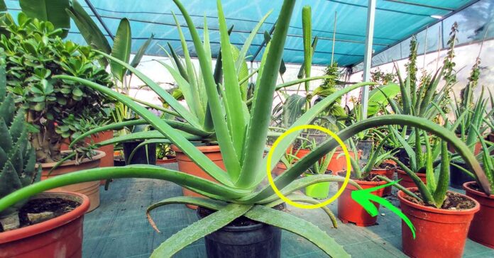 aloe-foglie-molli