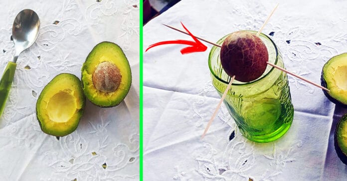 avocado-seme