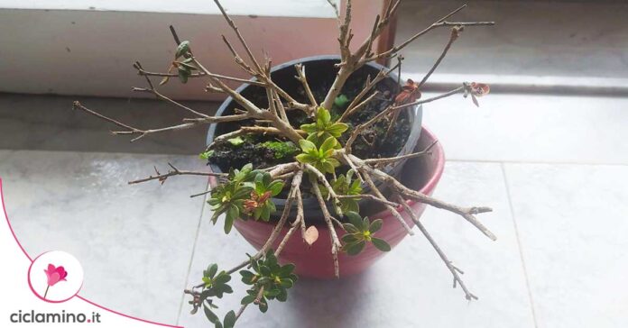 azalea-che-non-fiorisce