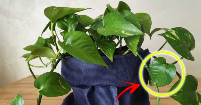 come-curare-pothos