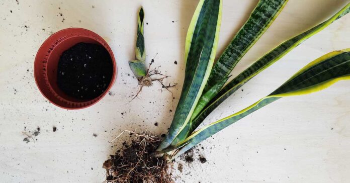 sansevieria-come-riprodurre