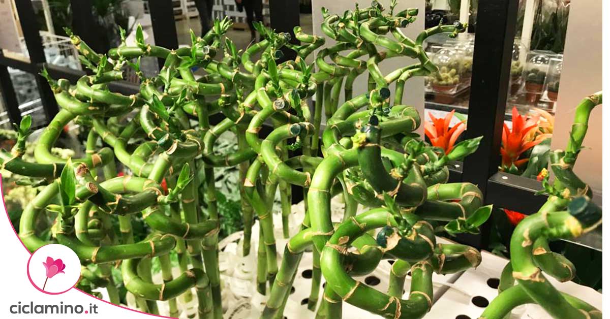 Bambù della fortuna segreti e cure Ciclamino.it