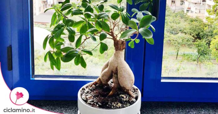 ficus-ikea