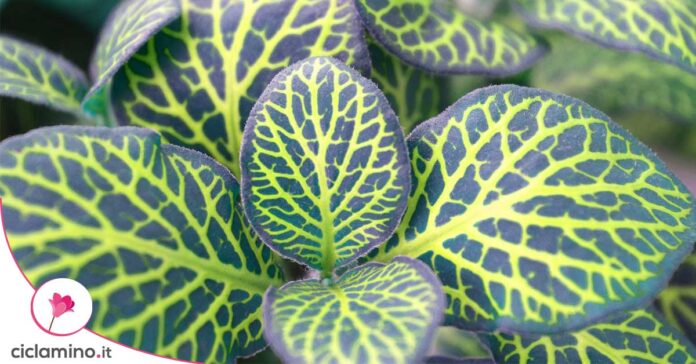 fittonia