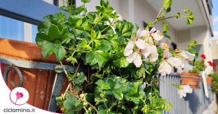 geranio-pochi-fiori
