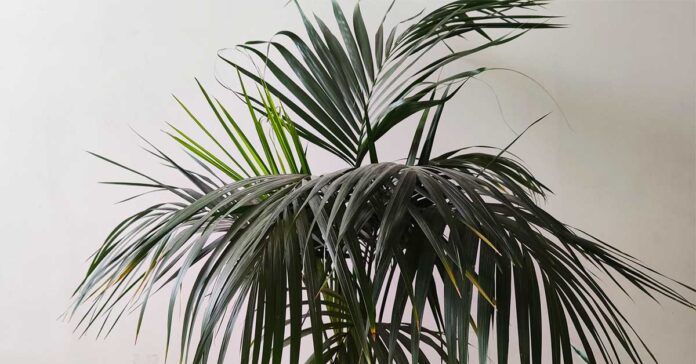 kenzia-pianta