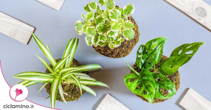 kokedama