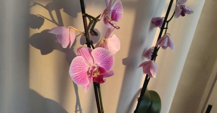 Orchidea phalaenopsis