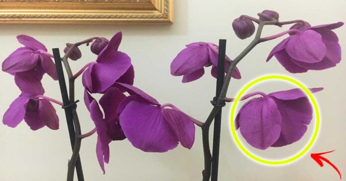 orchidee-appassite-rimedi