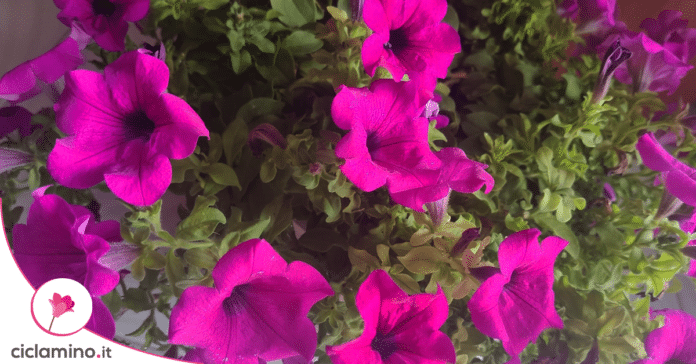 petunia