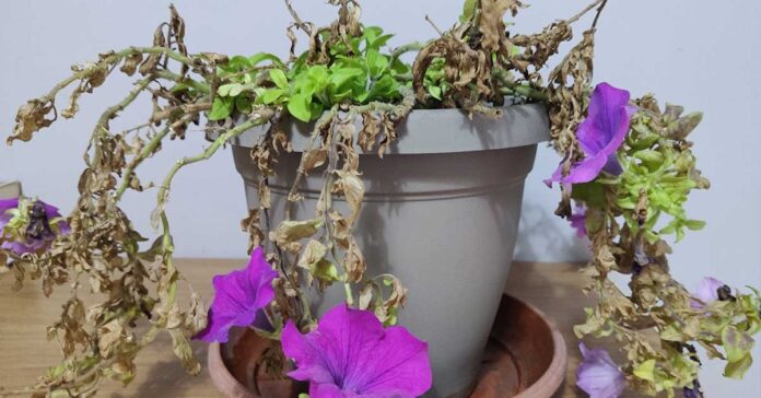 petunie-rami-secchi-surfinia-fiori