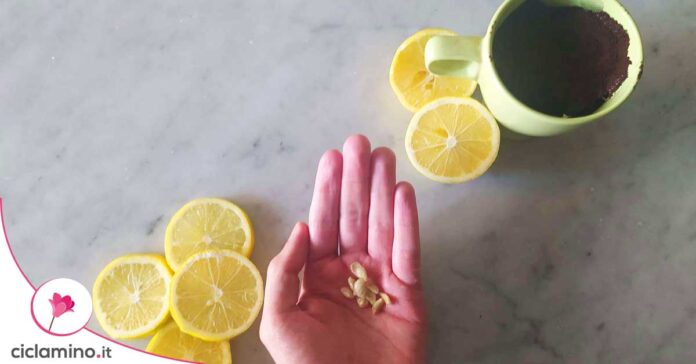 limone-in-tazza