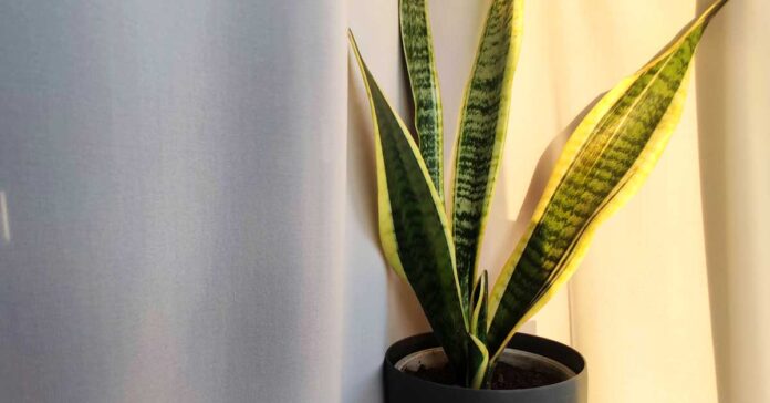 sansevieria-lingua-di-suocera