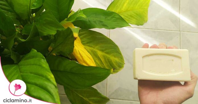 sapone-di-marsiglia-piante