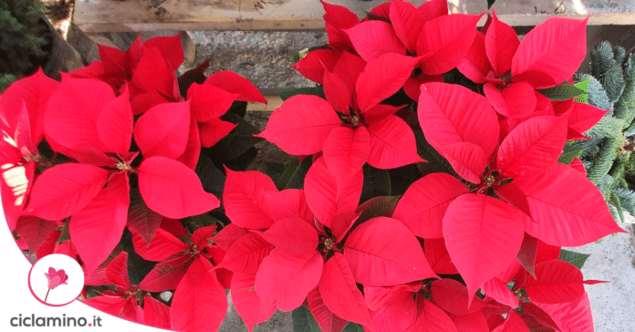 stella-di-natale