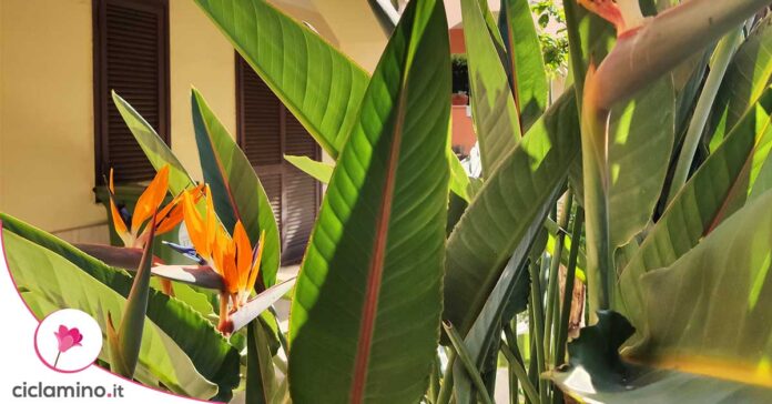 strelitzia