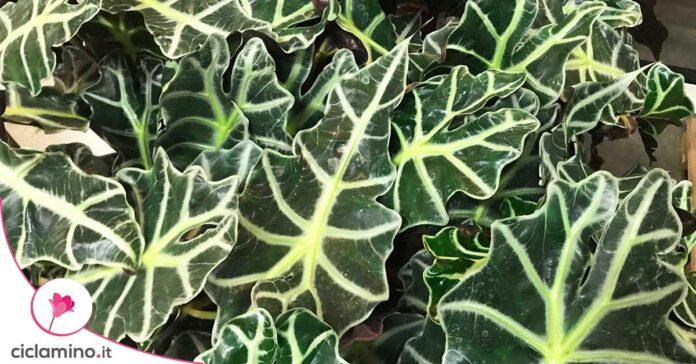 alocasia