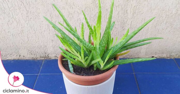 aloe