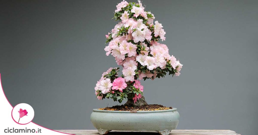 azalea-bonsai