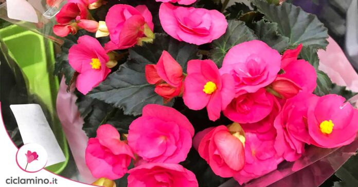 begonia
