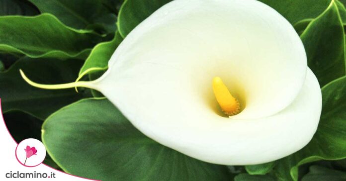 calla