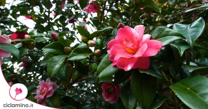 camelia