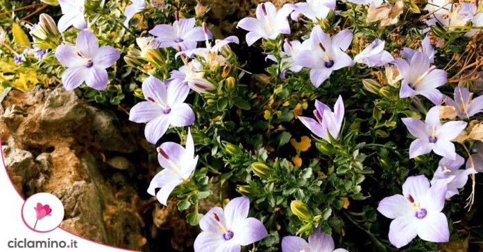 campanula
