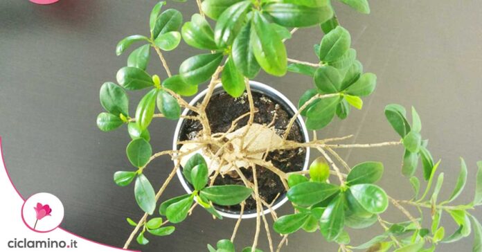 come-potare-bonsai-ficus