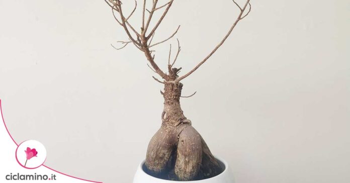 ficus-bonsai-perde-foglie