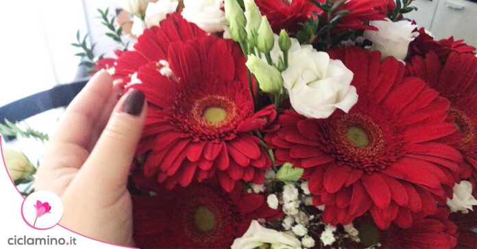 gerbera