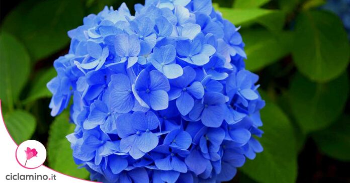 ortensie-blu-come-fare