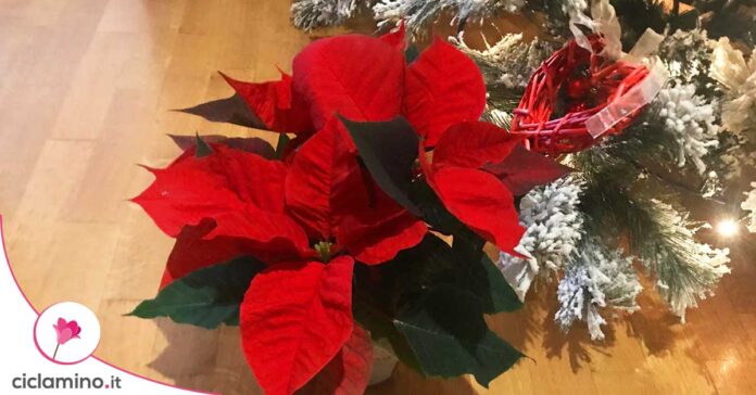 potare-stella-di-natale