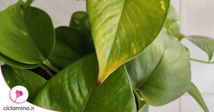 pothos-foglie-gialle