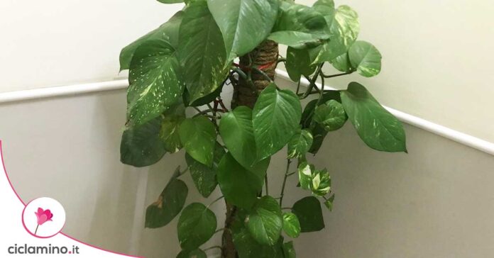 pothos-rampicante