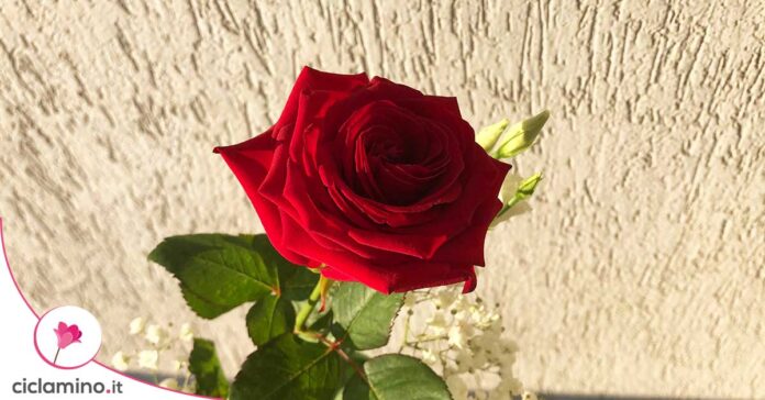 rosa