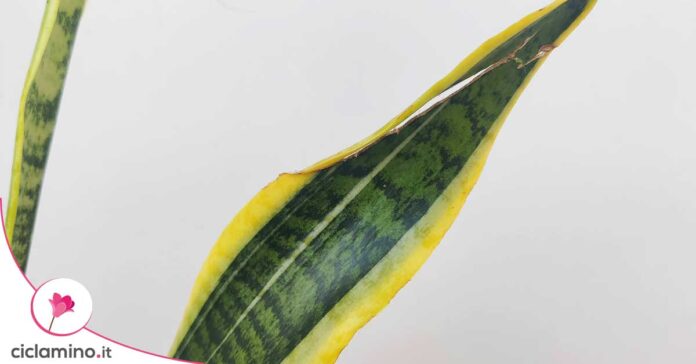 sansevieria-foglie-secche