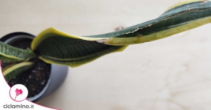 sansevieria-sta-morendo