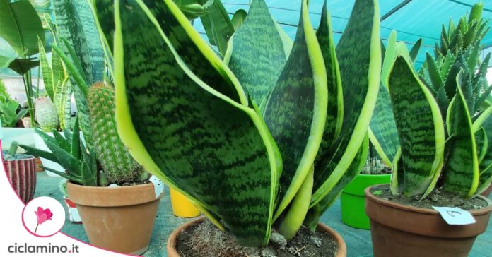 sansevieria-varietà