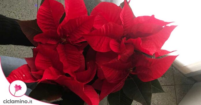 come-innaffiare-e-concimare-stella-di-natale