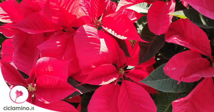 stella-di-natale-cura