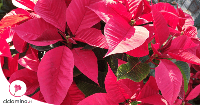 stella-di-natale-in-casa