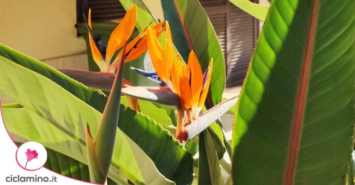 strelitzia-come-farla-fiorire