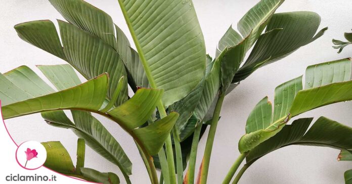 strelitzia-foglie-secche