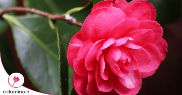 talea-camelia
