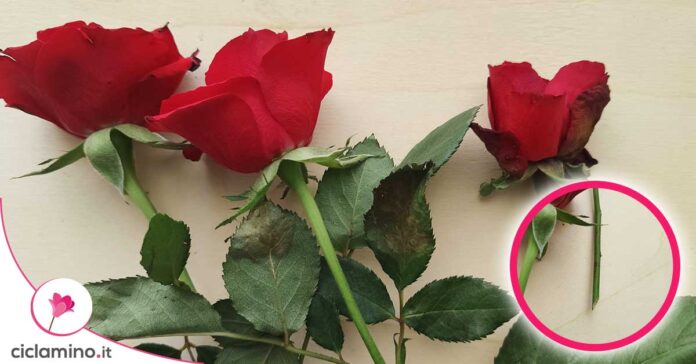 talea-rosa