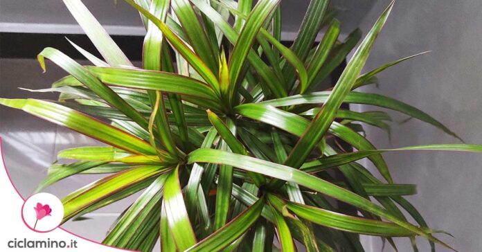 tronchetto-dracaena