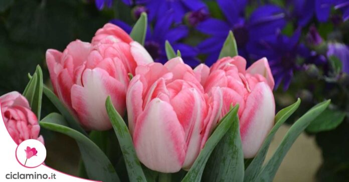 tulipani