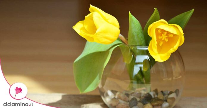 tulipani-recisi-conservazione