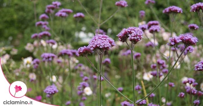 verbena