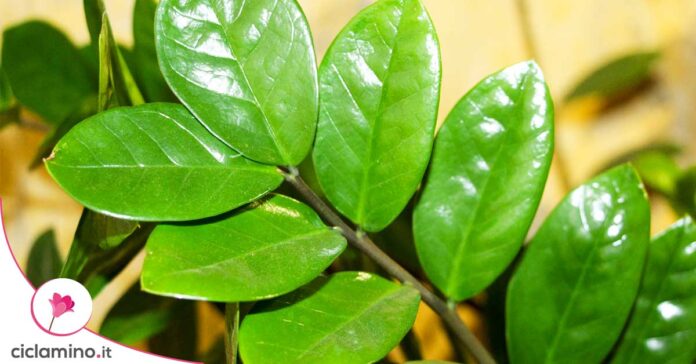 zamioculcas